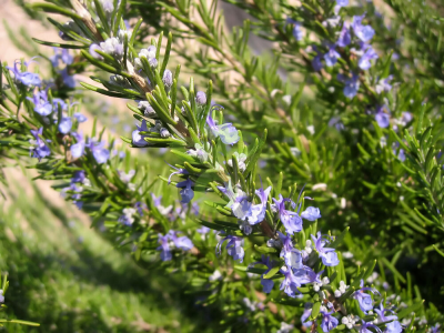 (п.ф.) Розмарин Ромеро,