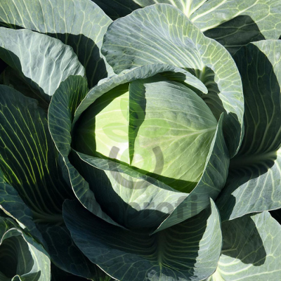 Капуста белокочанная Экспект F1,