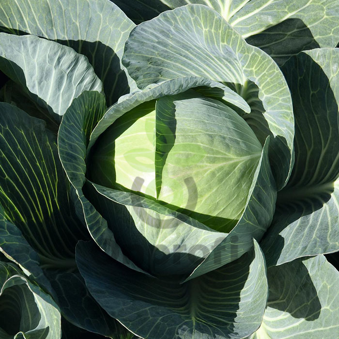 Капуста белокочанная Экспект F1,