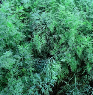 Укроп Аллигатор, 50 гр