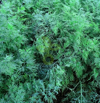 Укроп Аллигатор, 50 гр