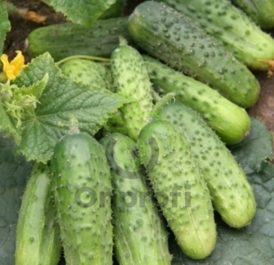 Огурец Китайский змей, 1гр (фасовка)