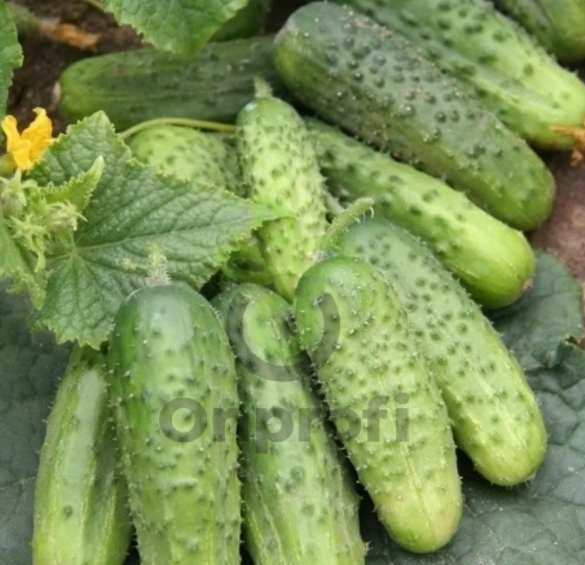 Огурец Китайский змей, 1гр (фасовка)