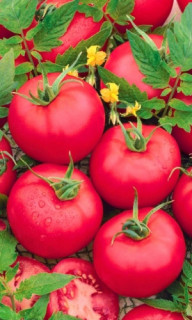 Томат Лотос, 0,5гр (фасовка)