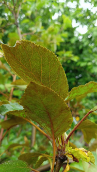 Яблоня Рождественская