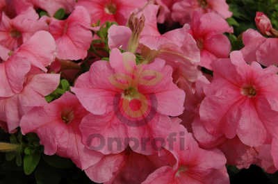 (п.ф.) Петуния Лимбо Джи Пи Салмон, 100 шт (№9-4-111) Поиск