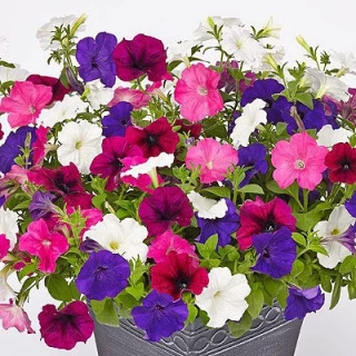 (п.ф.) Петуния Саксесс Твайлайт Микс,