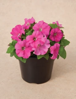 (п.ф.) Петуния Дувет Пинк, 250 драже (№9-4-3)