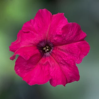 (п.ф.) Петуния Дувет Пинк, 250 драже (№9-4-3)