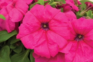 (п.ф.) Петуния Дувет Пинк, 250 драже (№9-4-3)