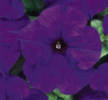 (п.ф.) Петуния Дримс Миднайт F1,
