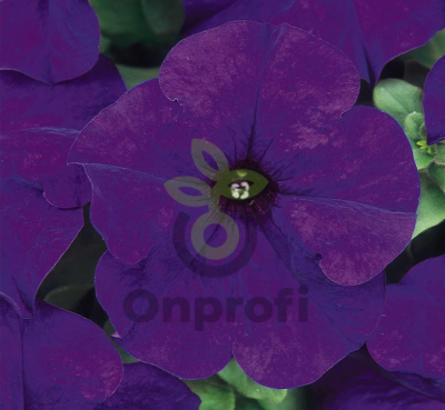 (п.ф.) Петуния Дримс Миднайт F1,
