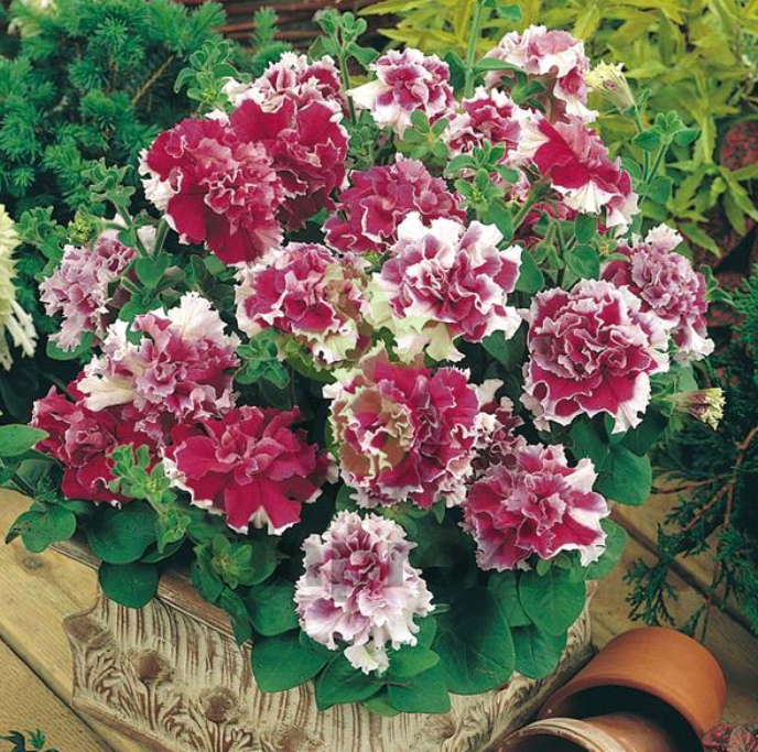 (п.ф.) Петуния Пируэт Роуз, 100 шт (№9-2-36)