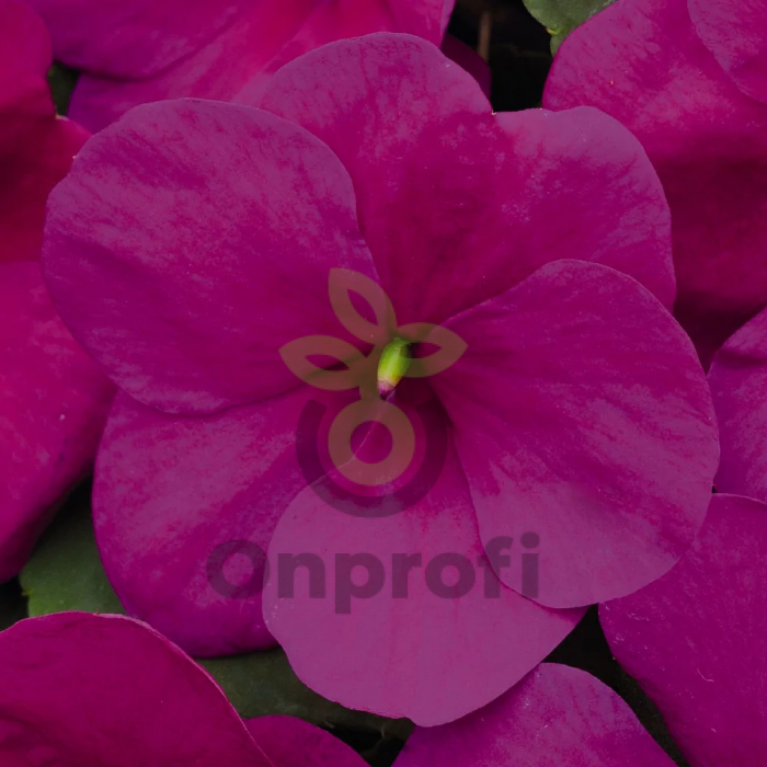 (п.ф.) Бальзамин Бекон Виолет Шейдес,