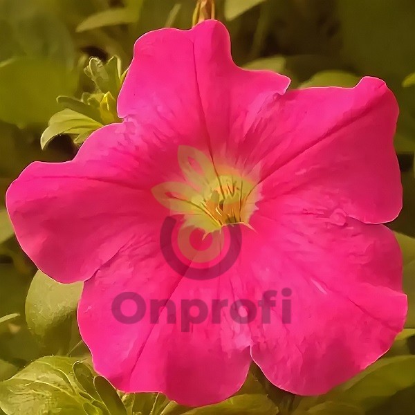 (п.ф.) Петуния Игл Роуз F1, 1000 драже (№9-4-207)