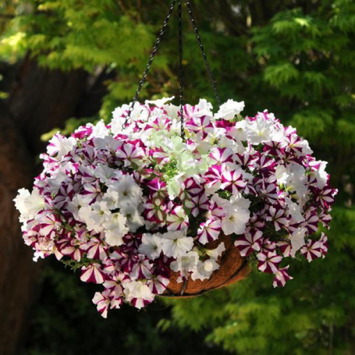 (п.ф.) Петуния Изи Вейв Старфиш F1,