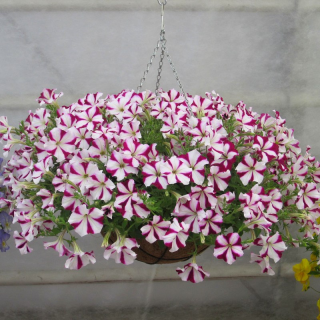 (п.ф.) Петуния Изи Вейв Старфиш F1,