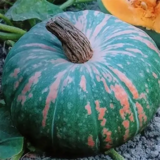 Тыква Крупноплодная Зорька,
