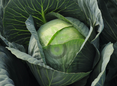 Капуста белокочанная Юбилей F1,