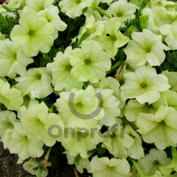 (п.ф.) Петуния Софистика Лайм Грин F1, 10 шт (№9-4-76) Гавриш