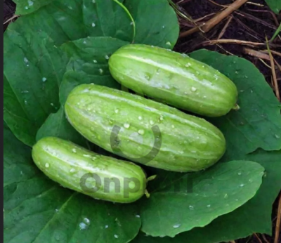 Огурец Конкурент, 1гр (фасовка)