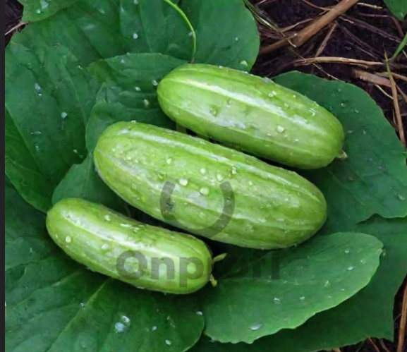 Огурец Конкурент, 1гр (фасовка)