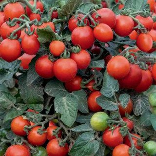 Томат Маленький принц, 0,5гр (фасовка)