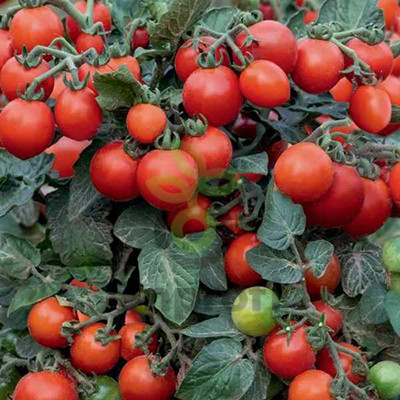 Томат Маленький принц, 0,5гр (фасовка)