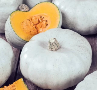 Тыква Волжская серая 92, 