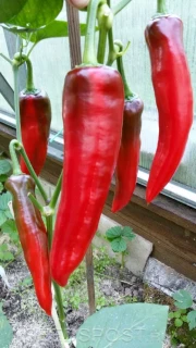 (м.ф.) Перец сладкий Банановый десерт 15шт