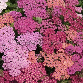 (п.ф.) Тысячелистник Флавербёрст Ред Шейдес,