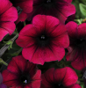 (п.ф.) Петуния Изи Вейв Бургунди Велюр F1, 100 драже (№9-1-35)