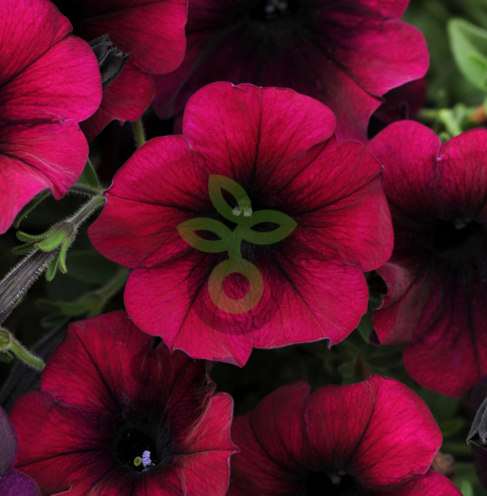 (п.ф.) Петуния Изи Вейв Бургунди Велюр F1, 100 драже (№9-1-35)