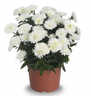 (п.ф.) Астра Классик Вайт F1, 1000 шт (№1-5)