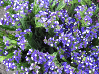 (п.ф.) Статица Квис Блю Пейл, 1000 шт (№6-174)