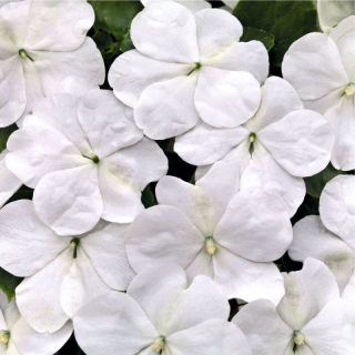 (п.ф.) Бальзамин Бекон Вайт,