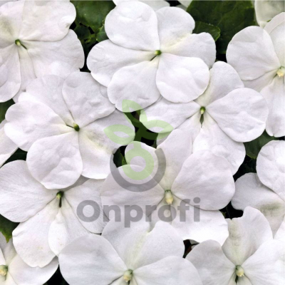 (п.ф.) Бальзамин Бекон Вайт,