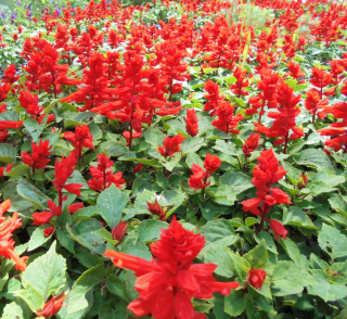 (п.ф.) Сальвия Фаэй бризэ Ред, 1000 шт (№10-39)