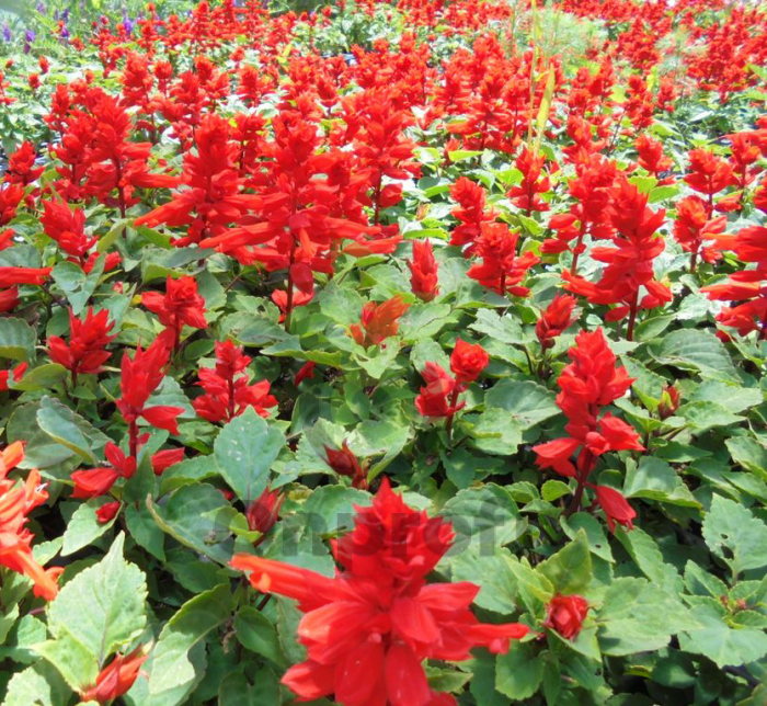 (п.ф.) Сальвия Фаэй бризэ Ред, 1000 шт (№10-39)