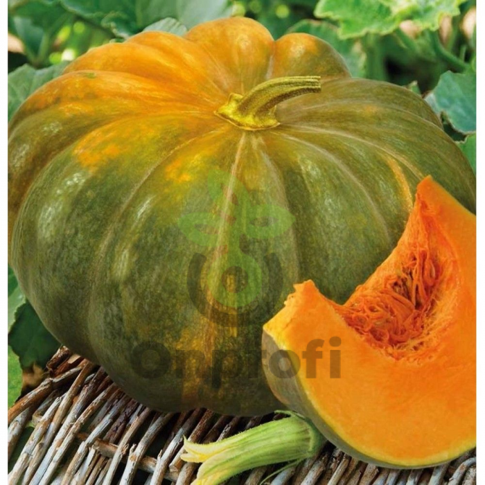 Тыква Мускатная Мускадэ Мини,