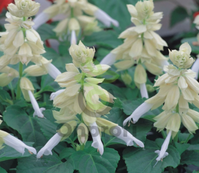 (п.ф.) Сальвия Сальса Вайт,