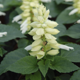 (п.ф.) Сальвия Сальса Вайт,