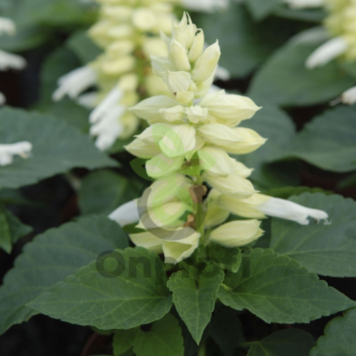 (п.ф.) Сальвия Сальса Вайт,