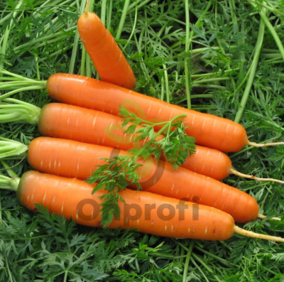 Морковь Навал F1, 100 000шт