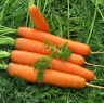 Морковь Навал F1, 100 000шт