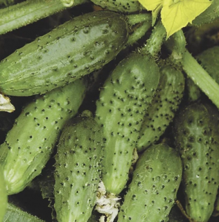 Огурец Кустовой, 1гр (фасовка)