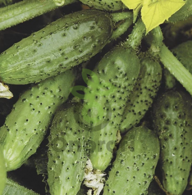 Огурец Кустовой, 1гр (фасовка)