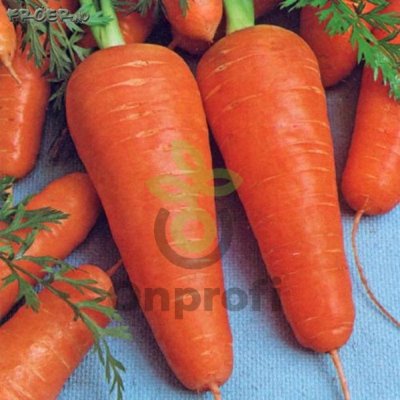 Морковь Шантанэ Роял 0.5кг