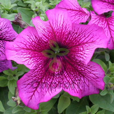 (п.ф.) Петуния Призм Плам Сандай, 100 шт (№9-4-56) Поиск