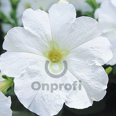 (п.ф.) Петуния Трилоджи Вайт, 100 шт (№9-1-60)